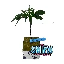 shimo.webp