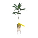 [CLKMENR] Clon KmintZ (Enraizado en Taco 36x36x40 mm)