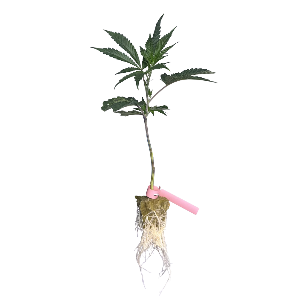 [CLZBENR] Clon Zombie Bride (Enraizado en Taco 36x36x40 mm)