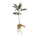 Clon Korenji